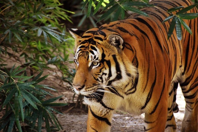 tigre